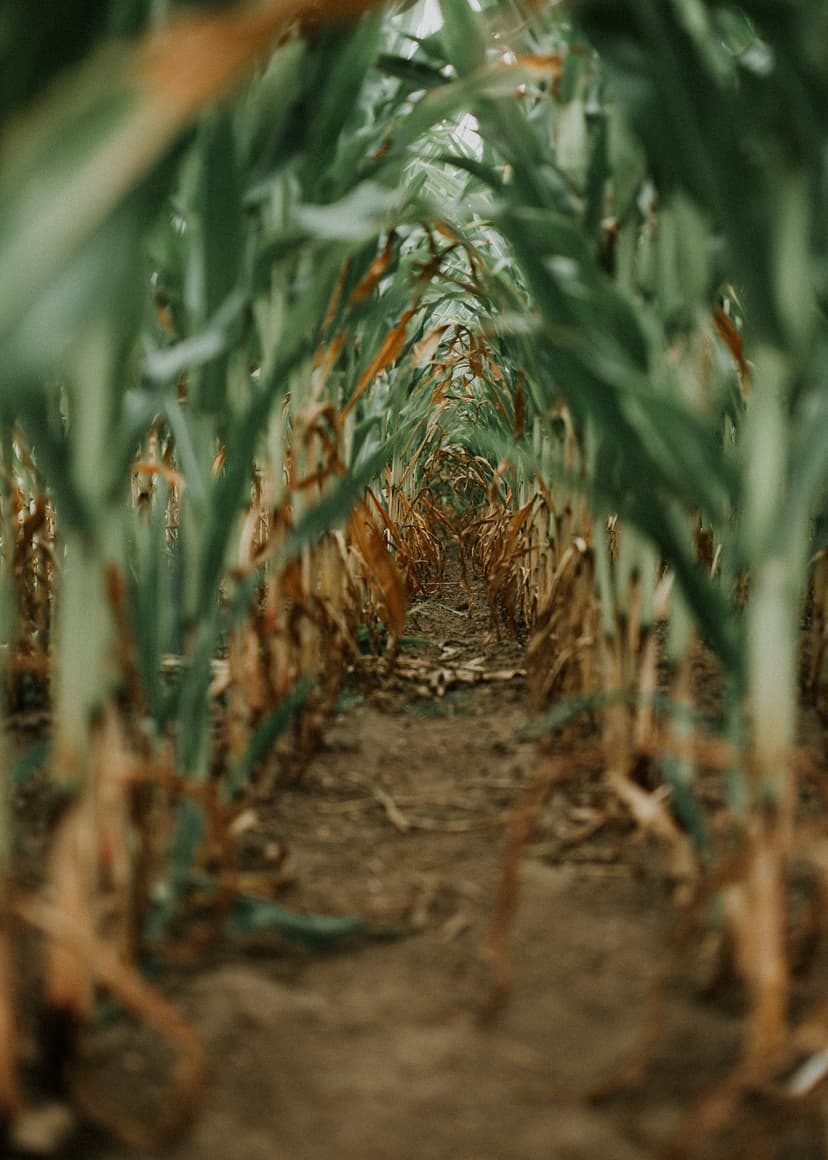 Corn Field